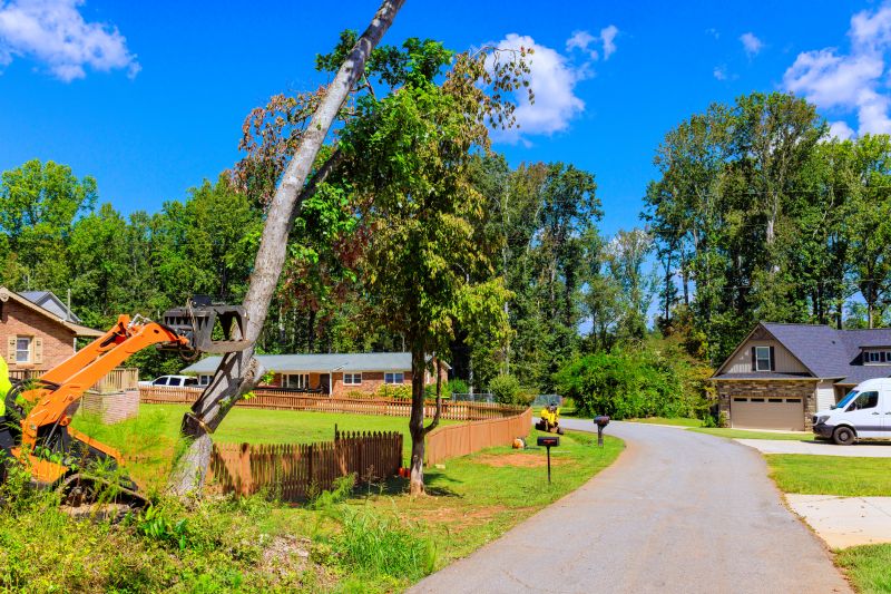 Apple Tree Removal in Allentown, PA