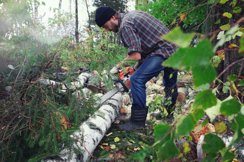 Birch Tree Removal in Doylestown, PA