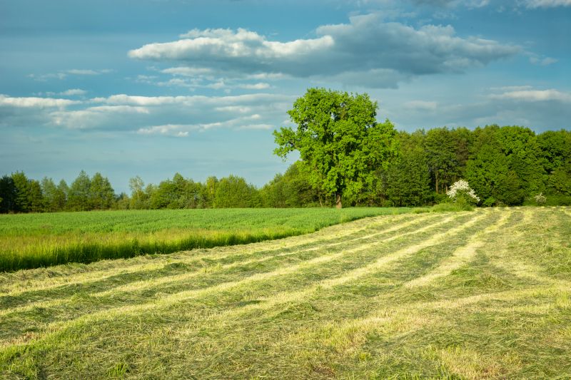 Field Clearing in Utah County, UT