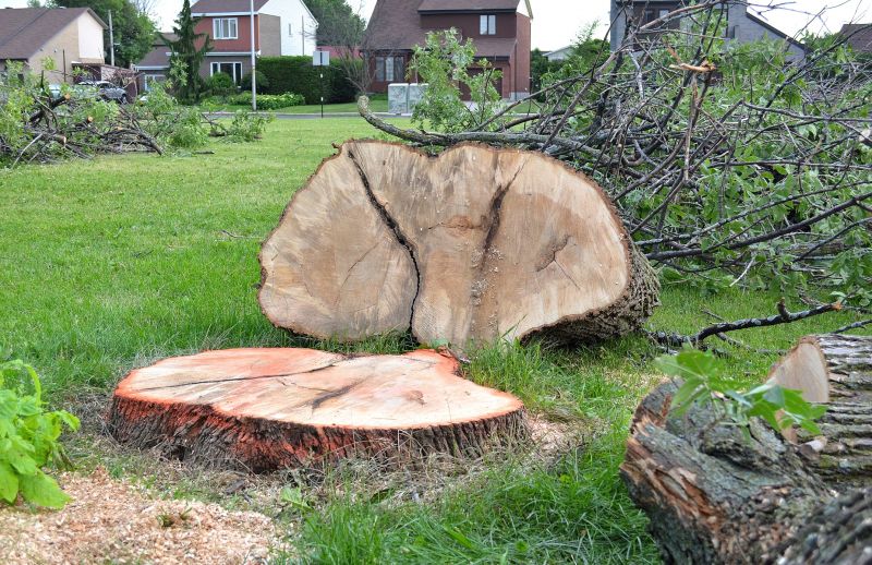 Hickory Tree Removal in Pottstown, PA