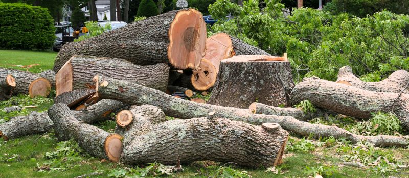 Spruce Tree Removal in Doylestown, PA